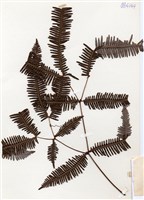 藏品(芒萁)的圖片